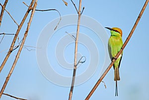 Merops orientalis, green bee-eater