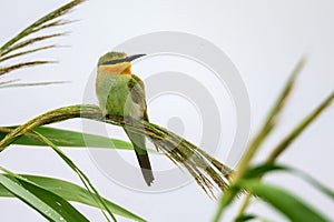 Merops persicus or blue-cheeked bee-eater sits on the cane