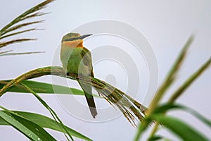 Merops persicus or blue-cheeked bee-eater sits on the cane