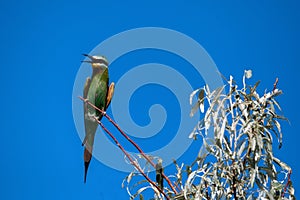 Merops persicus or blue-cheeked bee-eater sits on the twig