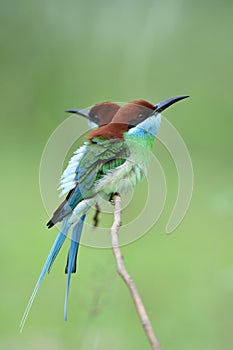Merops viridis blue-throated bee-eater lovely green and blue with red head to back happily perching on thin branch with puffy