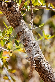 Merrem\'s Madagascar swift, Oplurus cyclurus, Arboretum d\'Antsokay. Madagascar wildlife photo