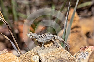 Merrem\'s Madagascar swift, Oplurus cyclurus, Isalo National Park. Madagascar wildlife photo