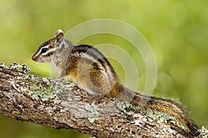 Merriam's Chipmunk