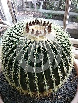Merrifield gardens cactus