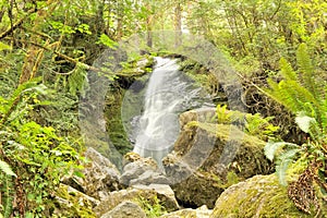 Merriman Falls, Quinault Temperate Rainforest
