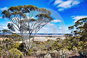 A merrit (eucalyptus flocktoniae) and the waste dump of a gold mine, Western Australia