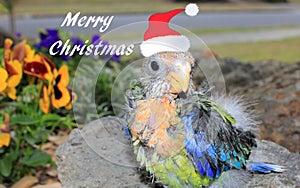 Merry Christmas Australian baby Rosella