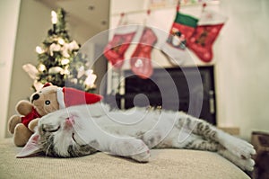 Merry Christmas cat. Kitten under tree. Santa