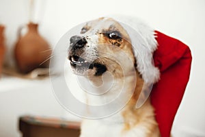 Merry Christmas concept. Cute dog in santa hat with adorable eye