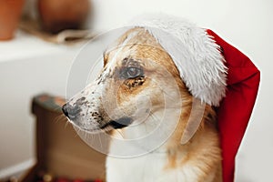 Merry Christmas concept. Cute dog in santa hat with adorable eye