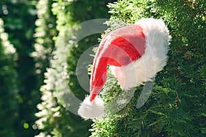 Merry Christmas concept. Santa claus red hat with pompom on  green juniper branches in the forest.
