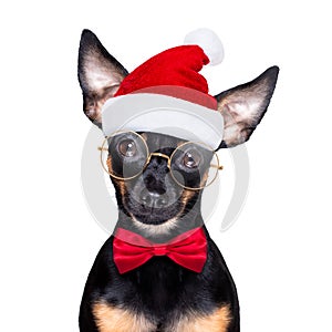 Merry christmas dog  santa claus hat