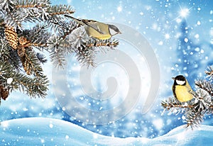 Merry Christmas greeting background. Winter landscape with snow .Christmas birds on fir tree branch