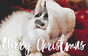 Merry Christmas Greeting card. Merry Christmas text handwritten on adorable cat in santa hat with funny emotions lying under