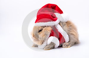 Merry Christmas and Happy Holidays. Rabbit wearing Santa Cross dress. Brown rabbit on white background. Cute Brown baby bunny on