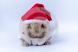 Merry Christmas and Happy Holidays. Rabbit wearing Santa Cross dress. Brown rabbit on white background. Cute Brown baby bunny on