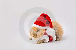 Merry Christmas and Happy Holidays. Rabbit wearing Santa Cross dress. Happy Easter Day. Brown rabbit on white background. Cute