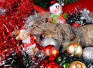Merry Christmas and a happy new year Cards cats photo