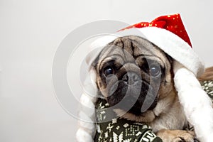 Merry Christmas and Happy New Year. Cheerful pug dog is sitting in Santa Claus hat. pug dog is waiting for the holiday