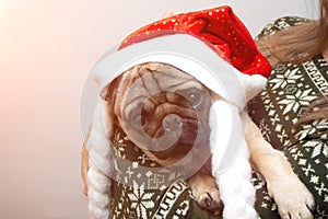 Merry Christmas and Happy New Year. Cheerful pug dog is sitting in Santa Claus hat. pug dog is waiting for the holiday