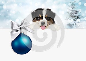 Merry christmas and happy new year gift card, puppy pet dog with blue christmas ball with silver ribbon bow, isolated on blurred