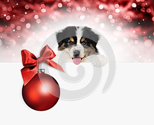 Merry christmas and happy new year gift card, puppy pet dog with red christmas ball with ribbon bow, isolated on blurred lights