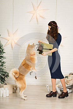Merry Christmas and Happy New Year. The girl give Christmas present in box to her dog breed akita inu