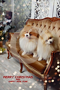 Merry Christmas and happy New year. Greeting card for winter holidays. Two dogs are sitting on a sofa near a decorated fir tree. G