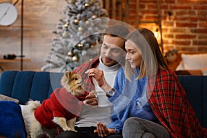 Merry Christmas. Happy young couple playing with Pomeranian Spitz dog sitting near beautiful Christmas tree at home