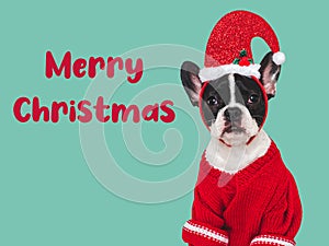 Merry Christmas. Lovable puppy and Santa Claus costume