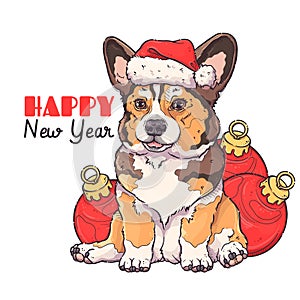 Merry Christmas and New year card. Cute corgi portrait. Puppy in santa hat sits near New Year balls. Fluffy dog for