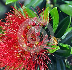 Merry Christmas From New Zealand - Pohutukawa & Bee