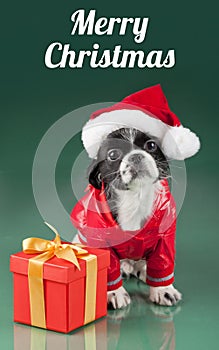 Merry Christmas - Santa Claus - dog