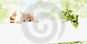 merry christmas signboard or gift card for pet shop or vet clinic, ginger cat showing white card with green ribbon bow on blurred