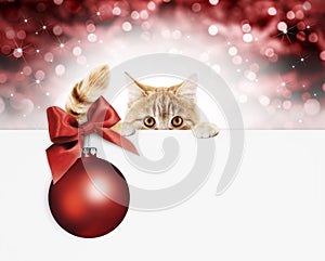 merry christmas signboard or gift card for pet shop or vet clinic, ginger cat showing white card with red xmas ball and ribbon bo