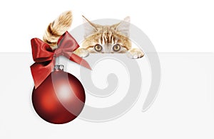 merry christmas signboard or gift card for pet shop or vet clinic, ginger cat showing white card with red xmas ball and ribbon bo
