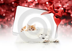 merry christmas signboard or gift card for pet shop or vet clinic, white dog and ginger cat pets isolated on white card with red