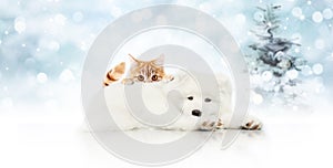 Merry christmas signboard or gift card for pet shop, white dog a photo