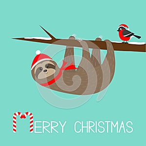 Merry Christmas. Sloth hanging on rowan rowanberry sorb berry tree branch. Bullfinch bird. Santa hat. Happy New Year. Cute cartoon