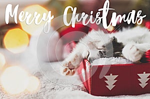 Merry Christmas text handwritten on cute kitten sleeping on cozy santa hat in festive box  in illumination lights. Greeting card,