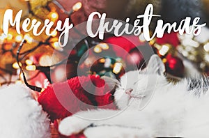 Merry Christmas text handwritten on cute kitten sleeping on cozy santa hat in festive box with ornaments and illumination lights.