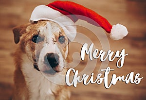 Merry christmas text, seasonal greetings card sign. dog in santa