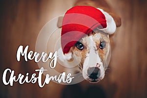 Merry christmas text, seasonal greetings card sign. dog in santa