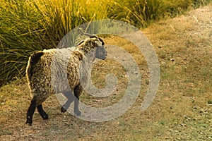 Merry frisky sheep jumps across the field