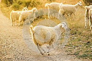 Merry frisky sheep jumps across the field on a sunny summer