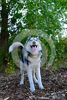 Merry Husky