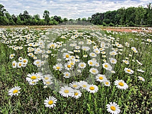 Merry Oxeye Daisy Wildflower Landscape