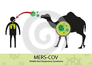 Mers Corona Virus transfer from camel to human photo
