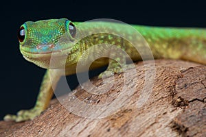 Mertens Day gecko